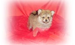 We have beautiful CKC reg pomeranian puppies. They are super cute teddy bears, the pictures just dont do them justice. We have 1 sable male that is ready to go and 5 white/cream puppies that will be ready to go the beginning of April, They are or will be