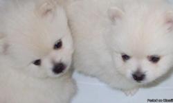 2 male cream and white pomeranian puppies for sale shots and wormed now available in the Holiday florida area. asking 400.00