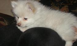 BEAUTIFUL POMERANIAN PUPPIES. COLORS-OFF WHITE, CREAM & WHITE AND RED. GREAT LITTLE PERSONALITIES. WE CALL THEM, LUMINOUS, SWEET M & M & P.J. jr (short for Puff Daddy jr.) These guys have been Vet checked, have health certificate, have had there first