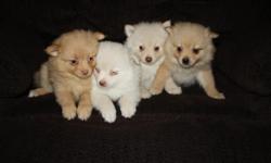 Pomeranian Puppies A.P.R. Registered 9 Weeks Old. Vet check First shots and Dewormed.
2 Female and 1 Male Very rare colors. 1 White male , 1 Cream Female ,1 Tan Female and 1 Sable Female Parents onsite Call Nicole or Jim at 860-351-5890 anytime up till
