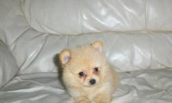 Pomeranian puppies on sale for Christmas $300ea females only, ckc reg, parents on the premises, first and second shots, 6 month health guarantee, available to be picked up Christmas Eve $300ea, 561-688-3411