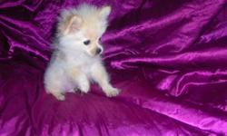 male and female pomeranian puppies $300ea, up to date on shots, paper training, ckc reg, 205-661-9050 www.freewebs.com/cindysbirds