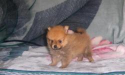 male and female pomeranian puppies for sale in birmingham alabama, $300ea, ckc reg, up to date on shots, paper training, 205-661-9050