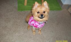We have a cute little female pomeranian puppy that we are looking a new home for. She is neutered, microchipped, dewormed, and up to date on all her shots. She is very loving, great with kids, and is potty trained. She will come with all her supplies,