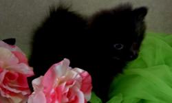 Pomeranian Puppies female black fluffy coat born july 1 2011 have had current shots health guarantee This little girl pom are ready for good home (no text please) call (318)two six eight 4744 for more info located @45 miles east of shreveport in Minden,La