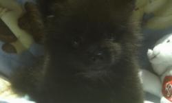Gorgeous Black Pomeranian Puppy!!! Small male born on 6/29/11 weighs only 1 lb. 13 ox. at 9 weeks old. He will stay small approximately 4 - 5 lbs. when fully grown. Vaccinated, wormed, weaned and paper training.
All of our poms are in our home not kennel