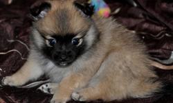 CKC registered Pomeranian Puppy
Male
Sable/Cream/Black tips
7 weeks old
1st set of shots/dewormed
Beautiful Coat