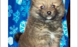 Adorable, fluffy toy size Pomeranian puppy for sale South Florida. Near Fort Lauderdale and Miami. Our Pomeranians for sale have all shots/dewormings up to date, health certificate, papers and comes with a FREE vet visit. Call (954)-452-8588 and visit