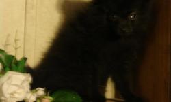 Toy size pomeranian puppy male black fluffy sweet playful lapbaby is up to date on shots and worm preventative. He is ckc registered. 14 weeks oldcurrently on 4-29-11 He is working on potty training,going thru not so cute puppy stage, should be beautiful