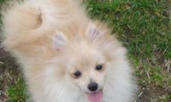 I have a male pomeranian puppy he will be 6 months old as of June 10th, I really don't have the time for him as much that is needed. Please I need to give him a good home. He is akc registerable I have all the paper work. Snuggle is great with children