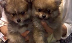 Pomeranian Pups, CKC, very tiny, had shots/dewormed, males, wolf sable color, parents on site, born 5 Nov 2010, $400.00
call 804 265 5040 for more information or email to pups4sale@verizon.net