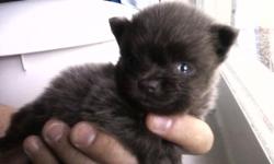 Pomeranian seven weeks old male puppy for sale. He?s fluffy, cute, adorable and fun to play with. His color is black with a white spot on his chest. The father is brown and stands about twelve inches and the mother is black and stands about ten inches.