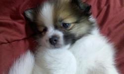 pomeranian shih tzu mixed CUTE 500 - $500
1 male left
he's 8 weeks old
the puppy comes with ckc papers,and VET - first shots
call or text kim @ 202 3263553
asking 500 only
serious buyer only , no flakers or lowballers please