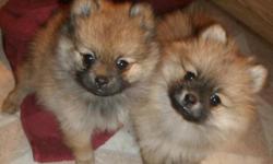 Hi i have 2 pomeranian&nbsp;puppys only one of them is for sale there both femails there 8 weeks old and no shots yet as i like to keep that up to the owner of the puppies i have both mom and dad on site if you have any ?s plz call or text me at -- I DO
