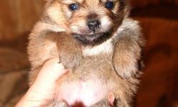 We have cute tiny pomeranian puppies available, very short and compact, small teddy bear faces. different colors available, Must see for your self how adorable these tiny pups are. Will come with vet check, first vaccine, dewormed, baby photos, puppy pack