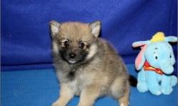 ***Nice Pomeranian***Toy Size;Up To Date Shots And deworming;Pedigree Papers;(AKC) Registration;We Deliver Nation Wide;Private Breeder;Home Grown Pups;(1) Year Warrantee On Congenital defects;Florida Health Certificate;Microchip With Pups ID;We Beat All