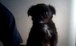 puppies are all black with whit on their face,chest,and paws.very cute puppies and I am really trying to get rid of so will work deals,i have like 4 puppies but i don't want 2 of them.it is best to call me on my phone 832-253-2784 jabari.will deliver
