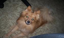 Red male Pomeranian, beautiful loves people, and loves to play frizzbee or ball, also loves to go for walks, and in a car. 7yrs old. Doesn't like other dogs, he's a loner dog. CKC registered, has thrown beautiful litters of puppies.