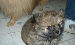 Cute, small pomeranian puppies. 2 females cream sable. 1 male exrta small and he is mostly black. Mom and Dad on site. APRI registered, first shots, wormed and very fun. My name is Brenda. I live in Riverton.