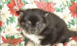 Fluffy Toy Pomeranians for sale in South Florida. Our Pomeranian puppies for sale have all shots/dewormings up to date, health certificate, papers, microchip and come with a FREE vet visit. Located near Fort Lauderdale, Weston and not too far from Miami