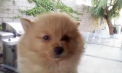 Beautiful off white/copper color pomeranians. Female & male pomeranians puppies ready to go home to a new house. If interested please call (772) 223-1492 or (772) 223-1492.