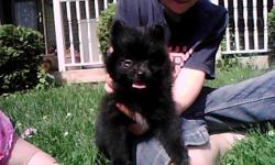 2 beautiful fluffy pomeranian puppies. 8 weeks old. 1 black male with a white splash on chest. 1 tan and black female. Full blooded, mom and dad on premises. no papers $300.00 . Will be small 4-8 lbs .
contact Robin.219-973-6057