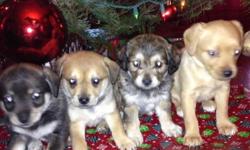 3 beatiful females,1 male Pomerarian mix with chihuahua puppies.are up for adoption.They were born on November 1st they are 5 weeks old,and they've stopped feeding from mom and are now eating dry food on their own.Rehoming fee applies $150.00 each.serious