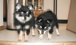 Tequila and Dallas are fun loving purebred Pomeranians. They love to play and dance. They are four month old brother and sister. We love to keep them but are work schedules won?t allow us to spend time with them. The new owner must be willing to take both