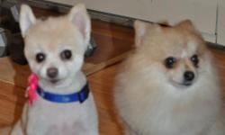 Two beautiful ladies are looking for a &nbsp;loving and caring family. We rescued them from a bad home. Taffy is 4yo Pomerenian, Tiffys' age is unknown. Get along great with people and my two dogs.&nbsp;Spayed/Neutered ? Up-to-date with routine shots.