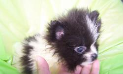 i have 1 pom poo puppies one male black and tan should be between 7 to 10lbs when full grown, he is housebroken and current on all vaccines