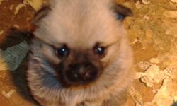 ADORABLE POMPUG PUPPIES. THESE CUTE LITTLE GUYS HAVE GREAT PERSONALITIES AND WONDERFUL DISPOSITIONS. THEY ARE GREAT WITH CHILDREN AND ARE HIGHLY TRAINABLE. THEY ARE VETERINARIAN CHECKED AND HAVE HEALTH CERTIFICATES. THEY HAVE HAD THERE FIRST VACCINATIONS