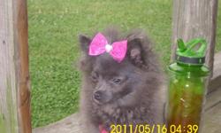 sassy is a 3lb pomy she is true blue in color and needs a male that is smaller or same size ,she is ckc reg