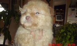 apricot color boy Poodle, 8 weeks old , 1st shot / dewormed. ready for a loving home.