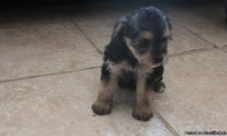 THEY ARE SO CUTE. THEY ARE A GIRL AND A BOY. THEY ARE POODLE MIXS WITH YOUKIE FOR THE REHOMING FEE IS $300.00 THEY ARE 8 WEEKS. CALL AT ()- OR TEXTS THEY ARE THE SAME COLOR. THERE READY TO GO TO A NICE HOME.