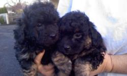 Poodle Mix 8 Weeks old very cute Need good home, Black with some brown on paws and under the neck, A must see !