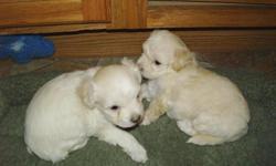 2 females white are 10 weeks old now born November 21. They have received first shots and examine. will be between 7 to 10 lbs fully grown. good with other dogs and cats. Very playful and good with children. Call and ask for Cindi.
