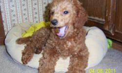 One female and one male, four months old (b. 1-11-11). Sweet, eager to please, adoring and adorable. They have been free roaming since two weeks old, are used to dog doors and going outside on their own. They're also trained to paper. Poodles must be