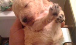 These poodle puppies will melt in your heart, not in your hand. They were born on October 29, 2010 and are ready to go to a loving home. They are whitish brown in color and have already had their first set of shots. if you're still looking for the perfect