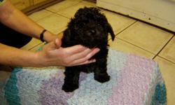 I have 1 male black poodle puppy. He is 3/4 poodle and1/4 chinese crested. He is georgous. He wants to be a lap puppy because I hold him all the time. He has been wormed several times and has had his 1st shot. NOT REGISTERED. He really needs a good home.