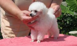 POODLE FEMALE ICE WHITE AKC REGISTERED FULL REGISTRATION. CHAMPION SIRED AND DAMS SIDE THE DAM IS CHAPIONED BY BOTH PARENTS. VERY NICE LINES BEHIND THIS GIRL. SHE IS OPTIGEN "A" BY PARENTAGE. WE ARE LOCATED IN EAST TENNESSEE AND SHE WOULD HAVE TO BE FLOWN