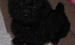 Black Miniature Poodle Mix Male Puppy Vaccinated, wormed, 8 weeks. Will be 12-20 pounds. Call 360-446-2551