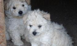 8 week old puppies, 2 cream and 1 black/brown.