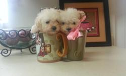 I have two full breed poodle teacups for sale. They are three months old and they weight under three pounds and there parents are under four pounds so there size stay small and will not grow any bigger. They had all there shots and been deworm with all