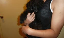 Male toy poodle AKC, black, fine boned,elegant long legs. Born April 7th, tail docked, dew-claws removed, has 2 sets of vaccinations,a very pretty dog.$300 limited registration $400 full registration, please call 760-669-7555