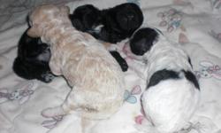 I have 3 Beautiful babies for sale, 2 weeks old. One girl and 2 boys. They are all natural, tails have not been docked. I don?t have them papered, they are purebred. I have Mom and Dad in my possession . They are very well loved, and taken care of,