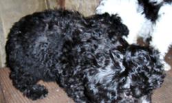 We have six of these very adorable poodles. The father is a miniature black and the mother is a toy white. The puppies are just accident. We want to find good homes for them. The vet care and vaccination, cost nearly the asking price. Two pure white, one