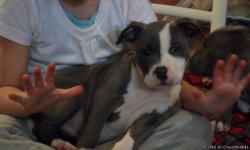Jewels is a female Purple Ribbon bred blue nose pitbull puppy that has beautiful blue and white markings. She is responding well to training. She has straight legs, well balanced eyes, a nice size head, large paws, and a great temperment. She is raised