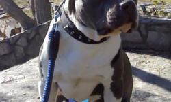 He is a family dog and has a Sweet temp. Blue and white male. DOB 09/2009. Excellent bloodline. He is reg. If you have any questions about him please call or text 706-905-9493 Thanks
Description I have a Blue and white PR
UKCAmericanPit Bull Terrier for