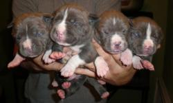 Ukc Purple Ribbon Bred. 4 Males 5 Females. All Blues,litter is consistent throughout. white markings on most of the pups,mostly on paws and chest. Show Dog quality with parents performance pedigree on hand. Thick,short big head,wide chest and shoulders.