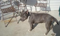 UKC American Bullies 100% Razors Edge blue one is a female, brindle one is a male both are 1 1/2 both come from very good blood for more info contact Manny 1000.00 each --